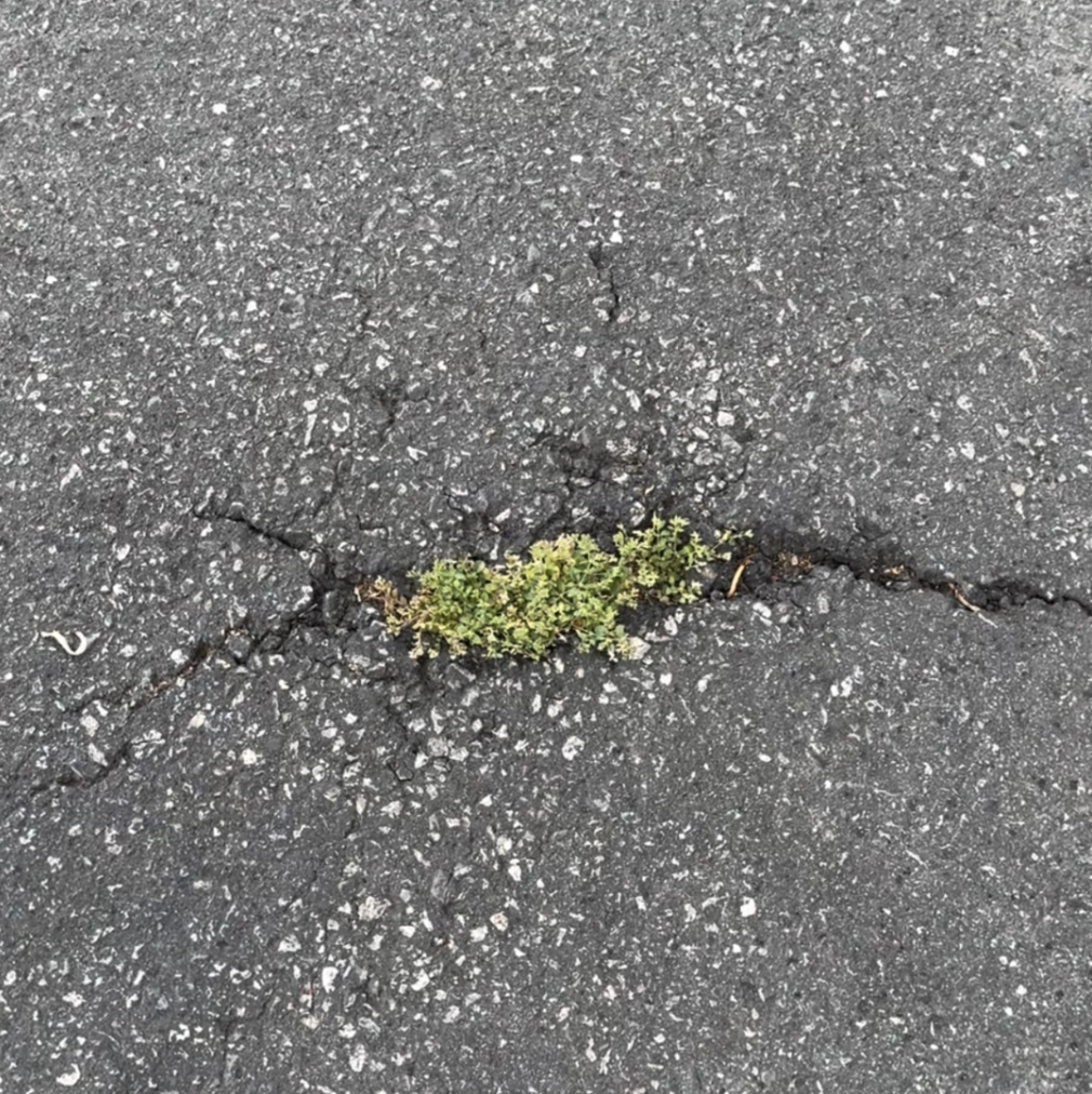 Safe 2 Assume artwork